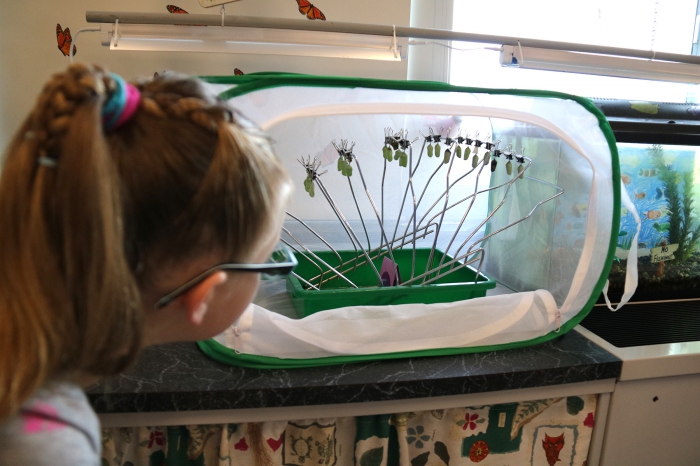 Lexxi Willson checks on the chrysalises hanging on the improvised “chrysalis clothes line” in Patti King’s fifth grade science classroom.