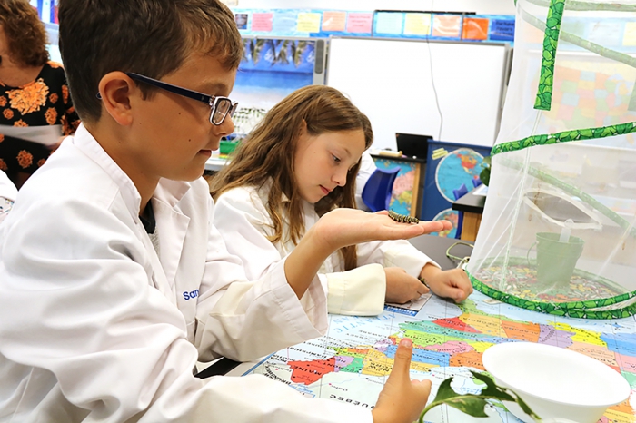Students observe the Monarch in several stages including observing and documenting the age and shed phases of the caterpillar. Brody Pecha and Emma Gibbons measure and make notations during their science class.