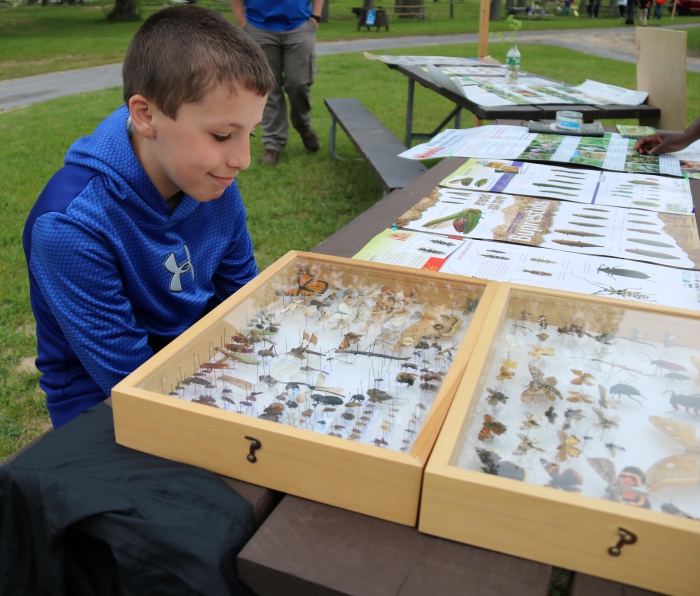 Mason Wallace checks out some of the many insects in a display case that are found in the area during the annual Dune Fest.